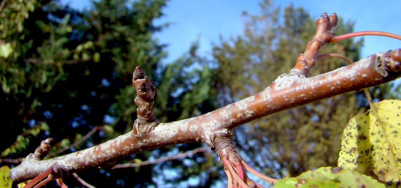 Sviluppo vegetale dell'' albicocco Prunus armeniaca